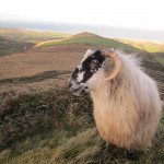 February  -  Sheep on mountain art Gleann-na-nGealt   -  Brigid O Connor